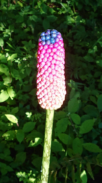 この植物の名前を教えて下さい ヤマコンニャクかな Yahoo 知恵袋