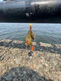 サビキでとれたのですが これなんですか クラゲ Yahoo 知恵袋