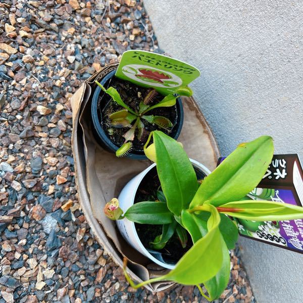 食虫植物（ハエトリソウとネペンテスの小さいやつ）を買いました！ 水苔も買ってきて植え替えようと思うのですがこの暑い時にやらない方がいいですか？？ あと鉢底石は敷いたほうがいいですか？