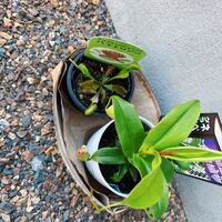 食虫植物 ハエトリソウとネペンテスの小さいやつ を買いました Yahoo 知恵袋