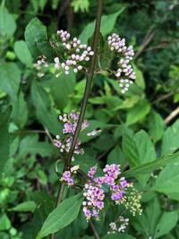 これは何の花 木 でしょうか 北陸の標高0mぐらい Yahoo 知恵袋