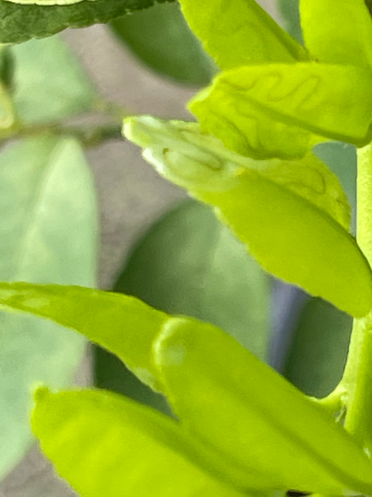 鉢植えでタヒチライムを育ててます。 最近葉っぱが虫にやられます。触ると少しベタつきがあり、水で洗い流すとベタつきはとれますが葉は変形しています。何の虫でどうすればよいですか？教えてください。
