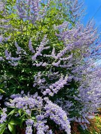 この植物 はなんでしょうか ツルムラサキ Yahoo 知恵袋