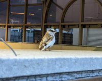 この鳥はなんていう鳥ですか 飼い鳥のジュウシマツに見え Yahoo 知恵袋