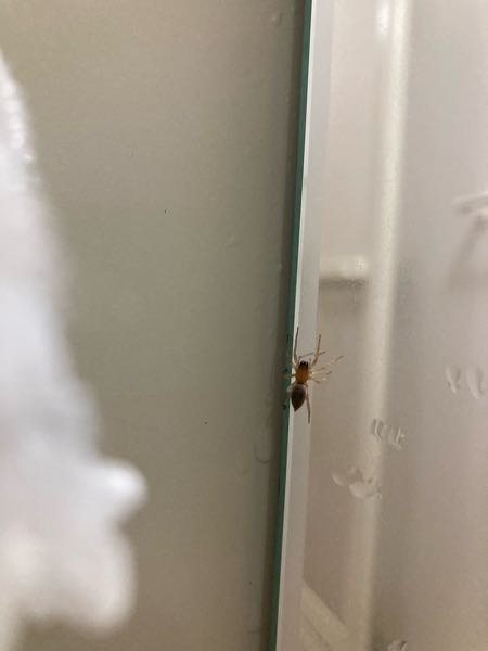 風呂場に蜘蛛が出ました。この蜘蛛の名前気になります。わかる方いればお願いします！