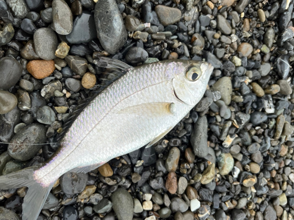 この魚は何ですか？三保の松原で釣りました。よろしくお願いします！
