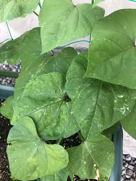 朝顔のヘブンリーブルーを育てています 葉っぱが画像のようになってしまい Yahoo 知恵袋