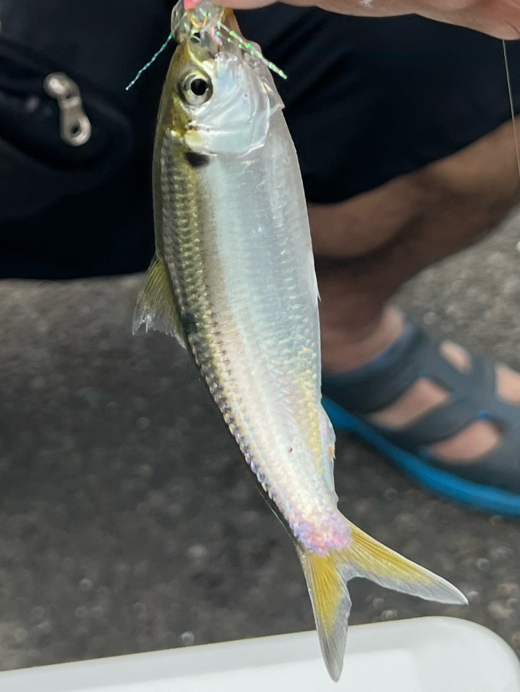 この魚はなんて名前でしょうか。海浜公園で釣りました。