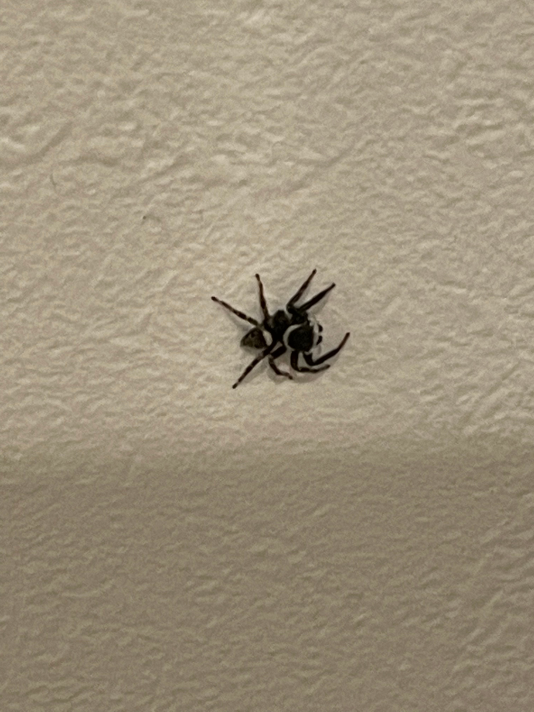 家の中に蜘蛛がいました。 これはなんというクモでしょうか？？