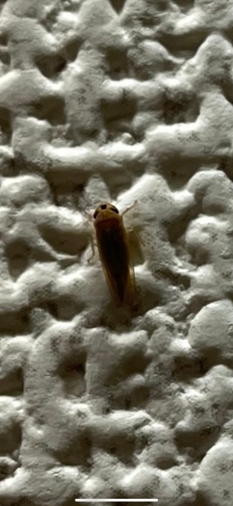 この虫の名前を教えてください。 自宅に出ました。5mm程度の大きさです。