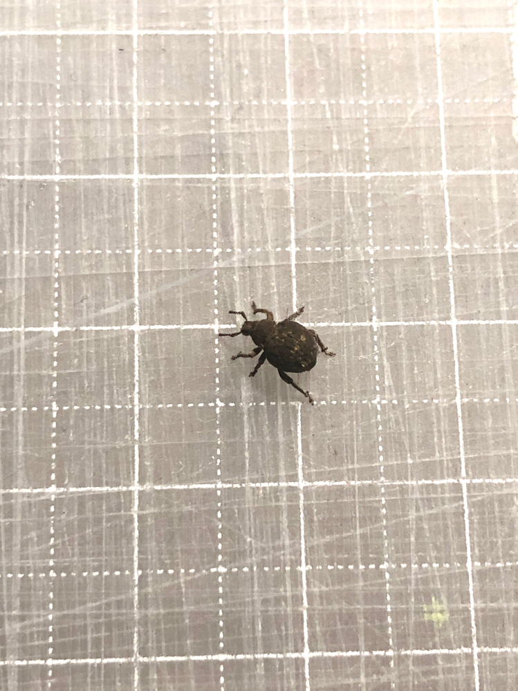 この虫は何という虫ですか？ 体長5ミリくらいの丸っこい虫が、部屋の中の壁にくっついていました。 あまり見たことのない虫だったので質問します。