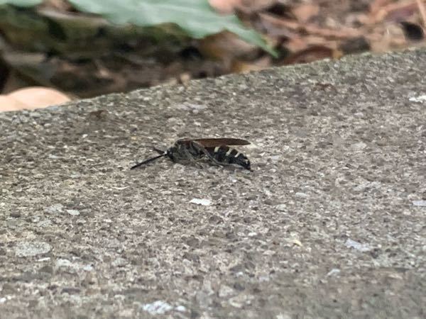 この虫はクロスズメバチでしょうか？ 家の庭に数匹飛んでいました。