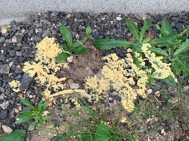 庭に突然発生していました。 これは何かの卵でしょうか。 粘菌？が近いかと思いましたが、なんとなく違う気もします。 どなたかご存知の方がいらっしゃいましたら、是非教えていただきたいです。