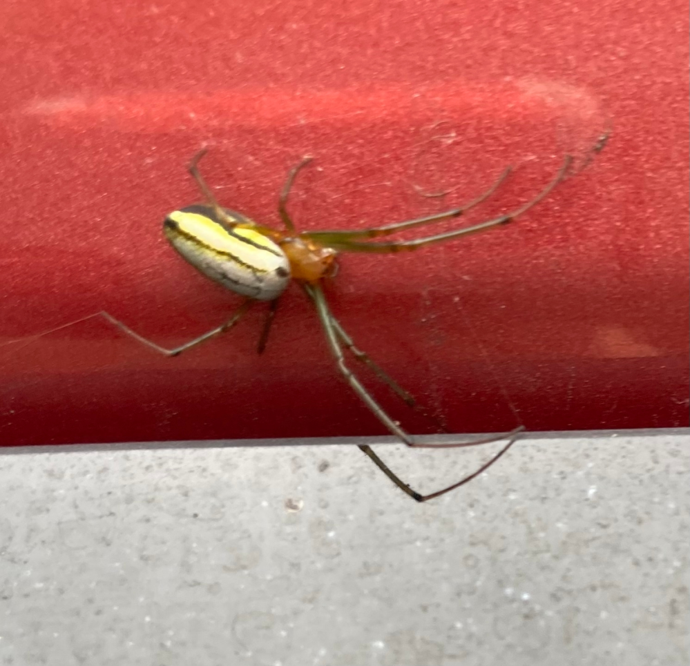 この蜘蛛はなんという蜘蛛でしょうか チュウガタシロカネグモです Yahoo 知恵袋