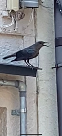 至急 カラスが弱っていたので保護しました 安易な気持ちで保護したのでは Yahoo 知恵袋