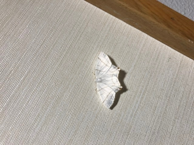 この模様の蛾の名前を教えてください。 3センチ弱です。