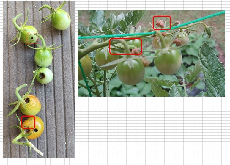 トマトに黒い点々のものがあります。糞でしょうか？ 添付画像を参照して欲しいです。 ① 左の画像の赤枠に黒いものがあります。 虫の糞でしょうか？ 穴も開いています。 ② 右画像です。 2日後にトマトに 黄色いぶつぶつが大量についていました。複数個所にあります。 8カ所ほどです。 青虫の卵と分かりました。産んでいる最中のものもありました。 また、3ミリ程の小さな青虫が、青いトマトに突っ込んでいました。 左画像の穴も青虫と判断しました。 又、長さ2センチほどの太目の青虫も青いトマトに突っ込んでいました。 どちらも食べているのかなぁと思いました。 私の想像はあっていますか？ また、対処方法はありますか？できれば農薬無しで対処したいです。 是非力を貸して欲しいです。 2日でトマトが十数個駄目になりました。 ショックです。 被害にあったのは水耕栽培です。 土耕の方は現状同じような被害は無いです。 水耕は庭のウッドデッキの上に容器を置いて栽培しています。 土耕はウッドデッキの下の直ぐ横の場所と、2メートルほど離れた所で育てています。 よろしくお願いします。