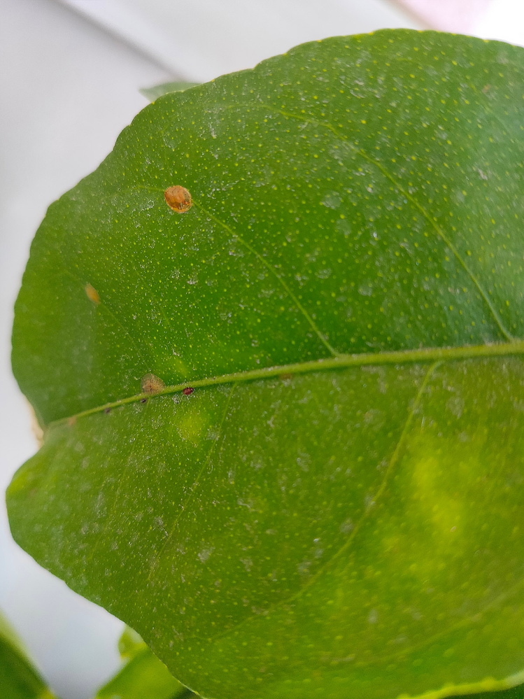レモンを栽培していますが、何故か葉っぱの表面や枝の部分にへばり付いている虫？みたいなものがいます。これってハダニですか？べったり張り付いてるような感じです。何かわかる方いらっしゃいますか？