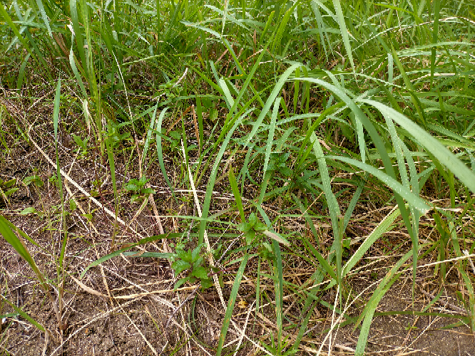画像にあるように、定番の強力な細長い雑草を駆逐する為に、ペパーミントを植え、一部箇所は駆逐に成功しましたが、6割はこの定番雑草に占拠されています。更に駆逐しようとヒメイワダレソウを植えようと思います。 画像にない反対側は除草して何もない状態です。が、ご存知のように、この雑草は地下茎が半端ないです。地下茎はこのままで、ヒメイワダレソウを植えて成功するでしょうか？