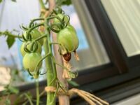 ミニトマトを育てていますが 一つだけ写真のように黒っぽくなっています Yahoo 知恵袋