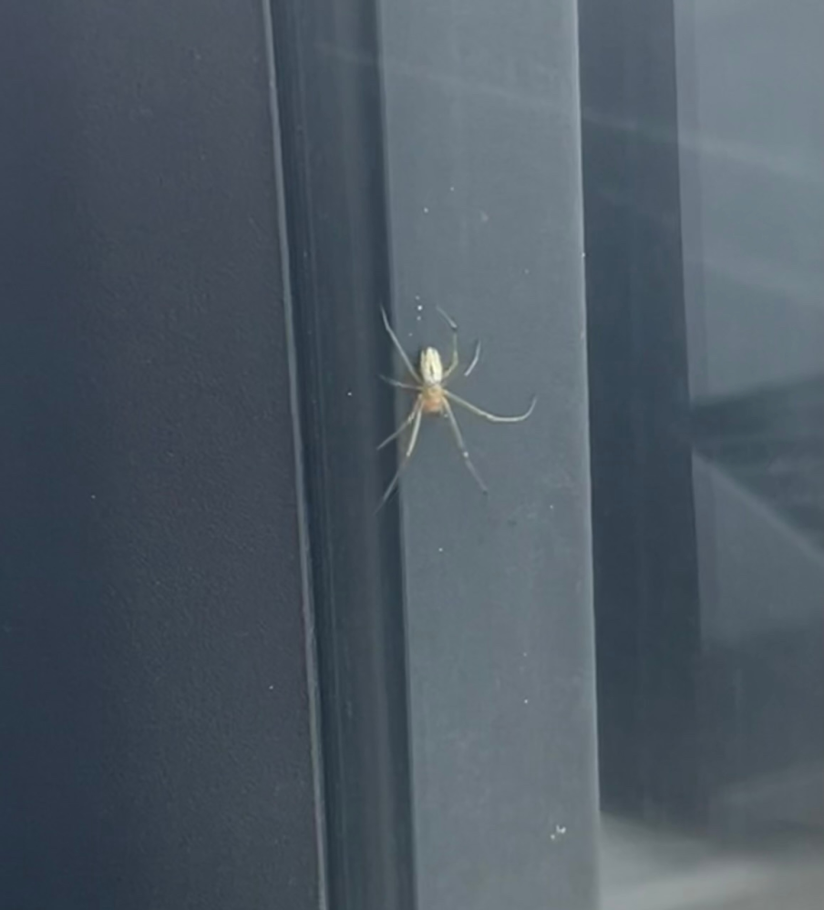 車に背中がキラキラした蜘蛛がついてました。 この蜘蛛の名前ご存知の方教えてください。