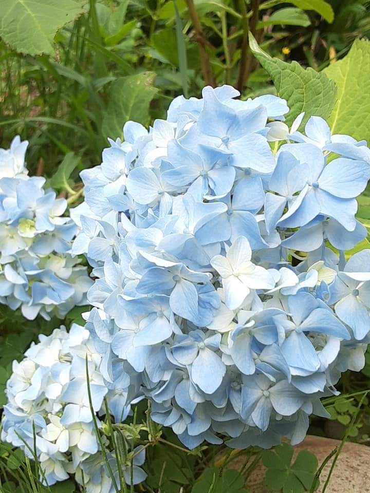 庭のハーブ コモンセージ が切られていました 今朝 庭に出ると Yahoo 知恵袋