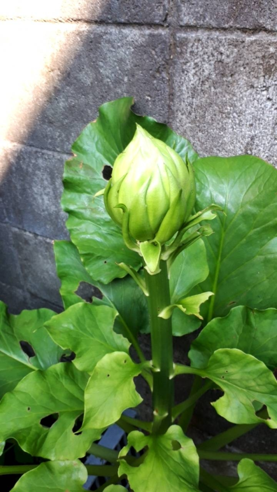 家の裏で気付いたら生えてきていたのですが何の花かわかる方いらっしゃます Yahoo 知恵袋