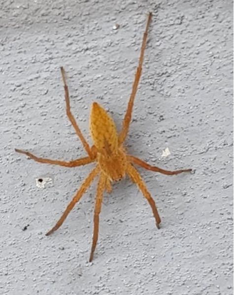 蜘蛛に詳しい方教えてください。 今朝家の玄関前に写真の蜘蛛がいました 体長は約4cm程だと思います この色の蜘蛛を初めて見たので 気になりました。 名前や毒の有無などわかれば知りたいです
