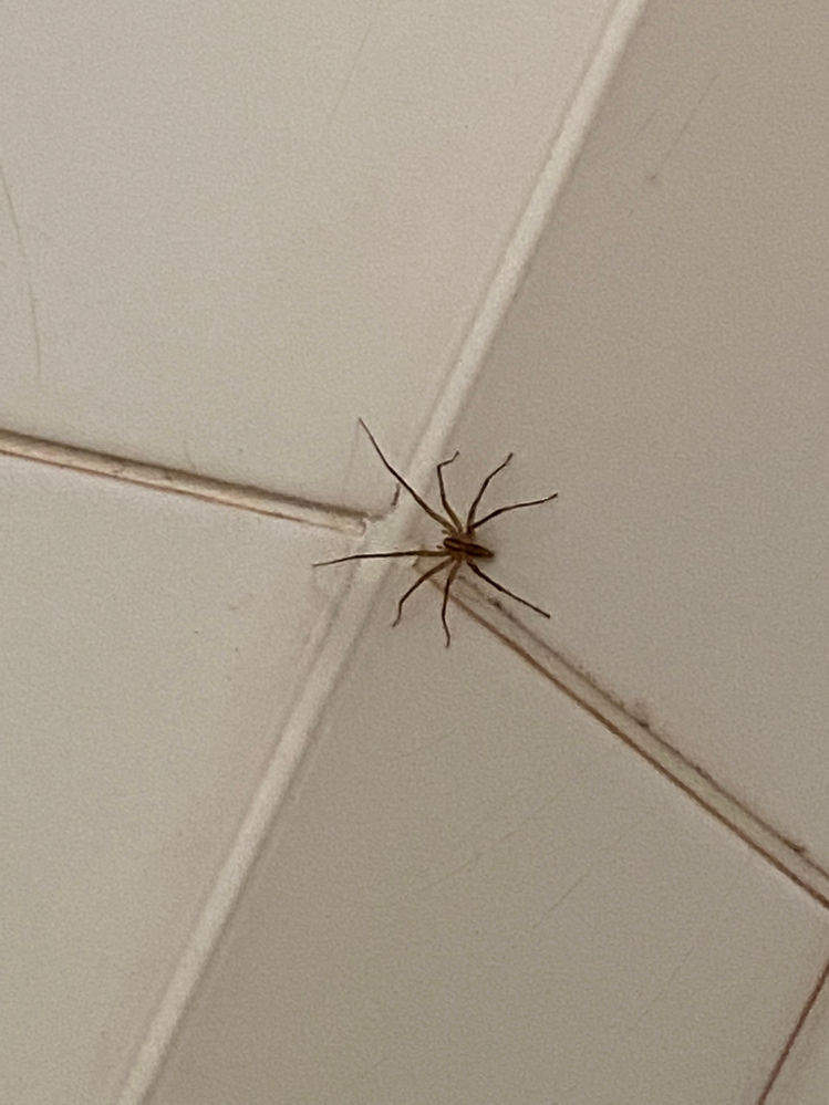 この蜘蛛は一体なんでしょう？家の中を徘徊してます、、、
