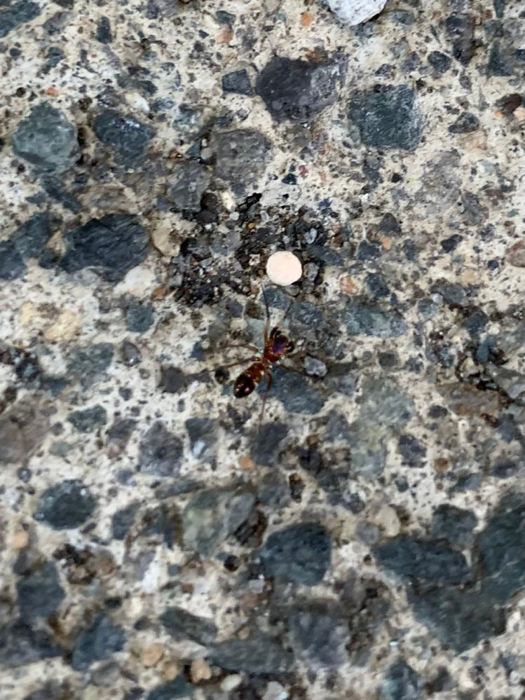 これは、アリですか？ 種類は、なんでしょうか。