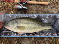 バス釣りの醍醐味を教えて下さい 私は同じ釣るなら 釣る楽しみ 食べる Yahoo 知恵袋