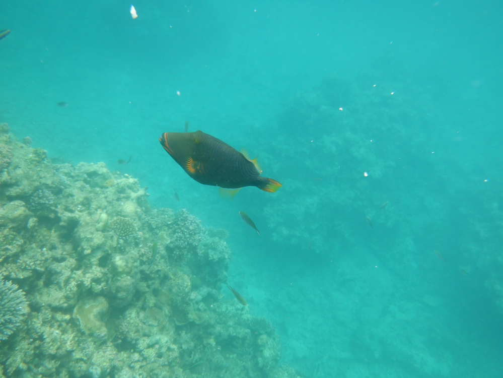 質問です 沖縄で撮りました これはゴマモンガラって魚でしょうか？ わかる方いたら教えてください！