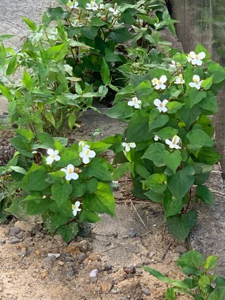 ５月の低山にあった植物です 花は白いのかピンクなのかよく分かりません Yahoo 知恵袋