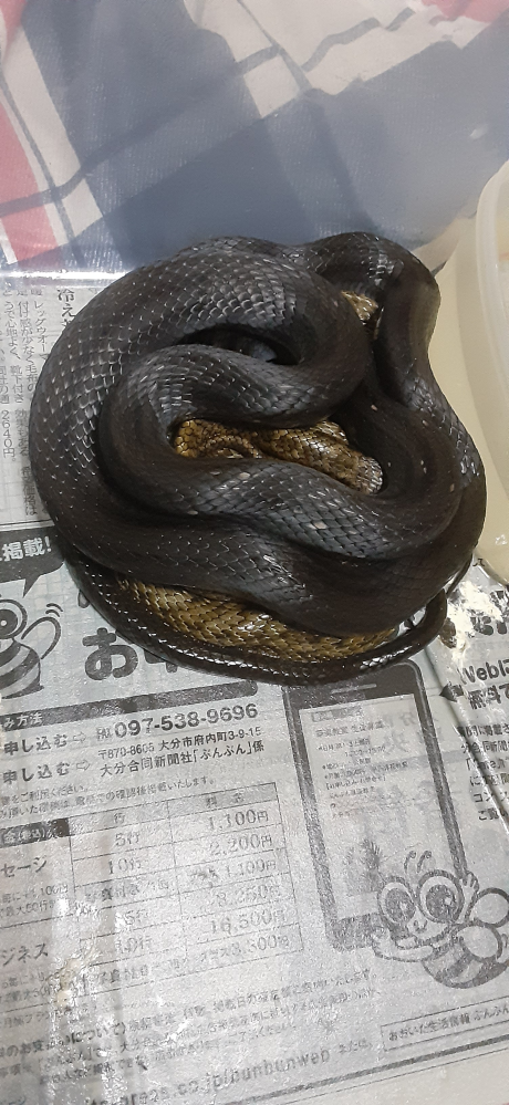 アオダイショウとカラスヘビは交配する事できますかね アオダイショウとコ Yahoo 知恵袋