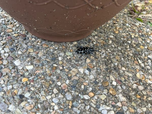 この虫の名前を教えてください！