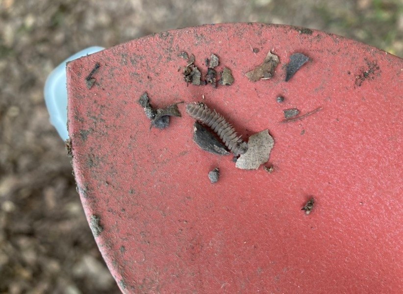この虫の名前は何でしょうか？ 落ち葉の下にいるのを見つけました。 フトミミズやムカデなどがいる環境です。