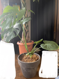 今日 モンステラの植え替えをしたのですが鉢の大きさを間違えま Yahoo 知恵袋