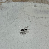 部屋に写真のような羽の生えたごく小さな虫が発生します 虫写真ご注意くださいサ Yahoo 知恵袋