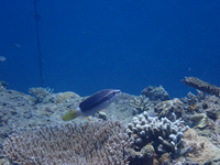 この魚は何という魚でしょうか ベラの仲間のように思うのですが 図鑑など Yahoo 知恵袋