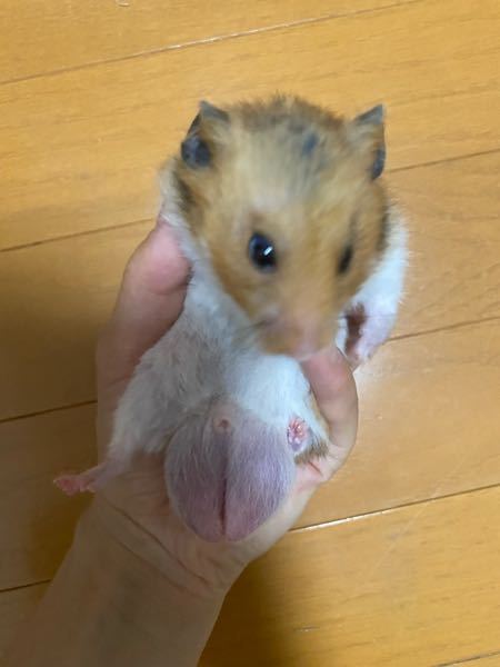 ハムスターの睾丸についてです ゴールデンハムスター 2 Yahoo 知恵袋