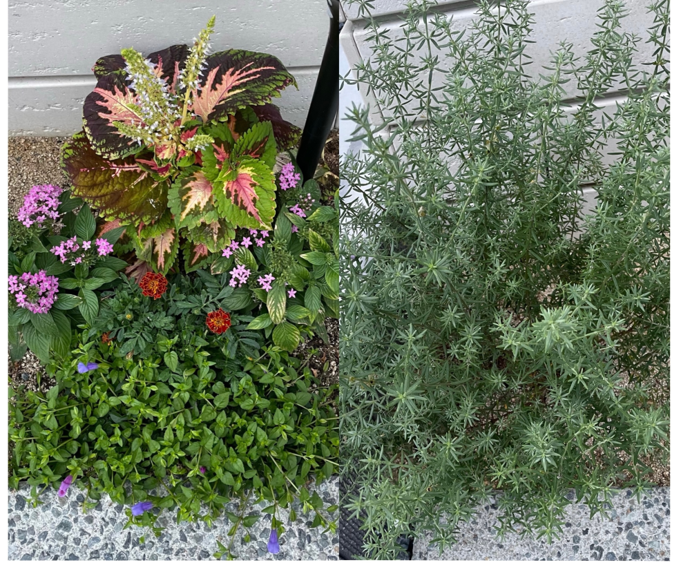 臭い花 店のディスプレイように大量のかすみ草と 花の名前はわかりません Yahoo 知恵袋