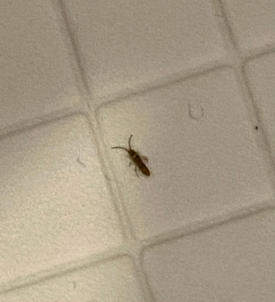 最近風呂場で大量発生してる虫がなんて虫かわからないです触覚が Yahoo 知恵袋