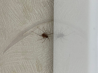 この蜘蛛はなんという蜘蛛でしょうか？
脚の長さ含めて2センチくらいです。
アシダカグモの子どもですか？ 