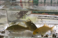 用水路のような所ですくいました 黒い魚にはひげがあるので 鯉 Yahoo 知恵袋
