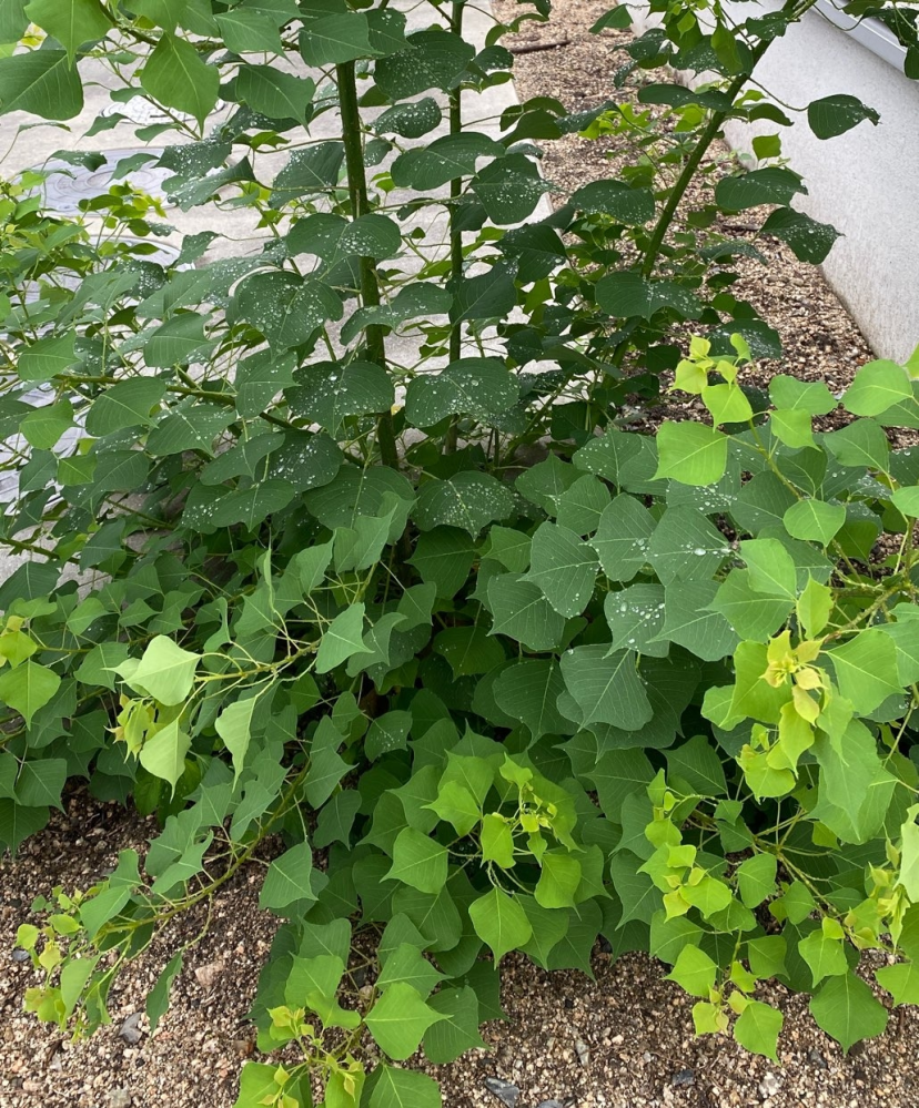 この植物が何か教えていただきたいです 宜しくお願いします 木 Yahoo 知恵袋