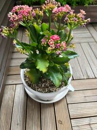 カランコエの鉢植えを買ってきて花が終わった後もそのまま水をやっていた Yahoo 知恵袋