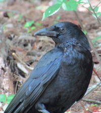 このカラスの種類について詳しい方がおられましたらご教示いただ Yahoo 知恵袋