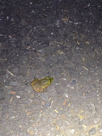 このカエルはウシガエルですか 大きさは3センチくらいでした Yahoo 知恵袋