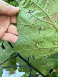 ナスの葉につく 害虫について これは何という害虫ですか 調べたけ Yahoo 知恵袋