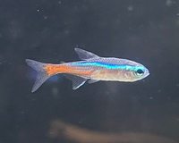 熱帯魚飼育初心者です 3日前にネオンテトラ10匹 コリドラス Yahoo 知恵袋